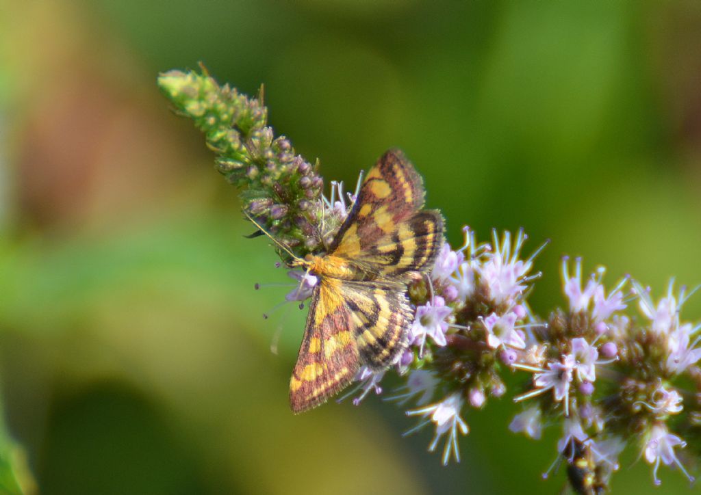 Farfalla - Pyrausta purpuralis